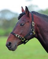 Shires Nylon Headcollar (384B)