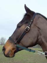 Aerborn Lead Safe Headcollar