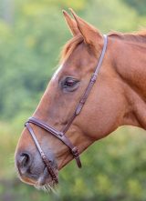 Shires Flash Noseband Cob - Havana (347G)