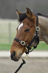 Shires Nylon Headcollar (384B) Foal Size